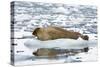 Norway. Svalbard. Burgerbutka. Bearded Seal Resting on an Ice Floe-Inger Hogstrom-Stretched Canvas