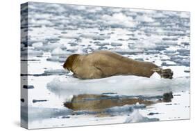 Norway. Svalbard. Burgerbutka. Bearded Seal Resting on an Ice Floe-Inger Hogstrom-Stretched Canvas