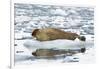 Norway. Svalbard. Burgerbutka. Bearded Seal Resting on an Ice Floe-Inger Hogstrom-Framed Photographic Print