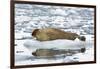 Norway. Svalbard. Burgerbutka. Bearded Seal Resting on an Ice Floe-Inger Hogstrom-Framed Photographic Print