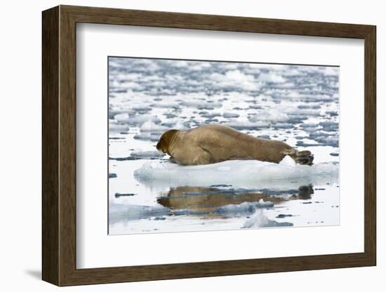 Norway. Svalbard. Burgerbutka. Bearded Seal Resting on an Ice Floe-Inger Hogstrom-Framed Photographic Print