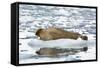 Norway. Svalbard. Burgerbutka. Bearded Seal Resting on an Ice Floe-Inger Hogstrom-Framed Stretched Canvas