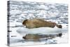 Norway. Svalbard. Burgerbutka. Bearded Seal Resting on an Ice Floe-Inger Hogstrom-Stretched Canvas