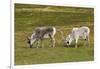 Norway. Svalbard. Camp Millar. Svalbard Reindeer Grazing-Inger Hogstrom-Framed Premium Photographic Print