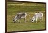 Norway. Svalbard. Camp Millar. Svalbard Reindeer Grazing-Inger Hogstrom-Framed Premium Photographic Print