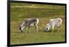 Norway. Svalbard. Camp Millar. Svalbard Reindeer Grazing-Inger Hogstrom-Framed Premium Photographic Print