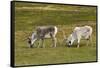 Norway. Svalbard. Camp Millar. Svalbard Reindeer Grazing-Inger Hogstrom-Framed Stretched Canvas