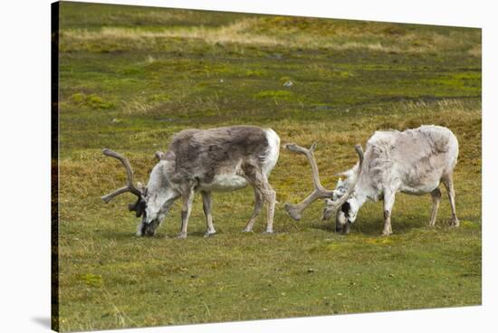 Norway. Svalbard. Camp Millar. Svalbard Reindeer Grazing-Inger Hogstrom-Stretched Canvas