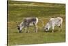 Norway. Svalbard. Camp Millar. Svalbard Reindeer Grazing-Inger Hogstrom-Stretched Canvas