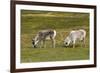 Norway. Svalbard. Camp Millar. Svalbard Reindeer Grazing-Inger Hogstrom-Framed Premium Photographic Print