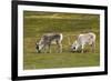 Norway. Svalbard. Camp Millar. Svalbard Reindeer Grazing-Inger Hogstrom-Framed Premium Photographic Print