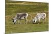 Norway. Svalbard. Camp Millar. Svalbard Reindeer Grazing-Inger Hogstrom-Mounted Premium Photographic Print