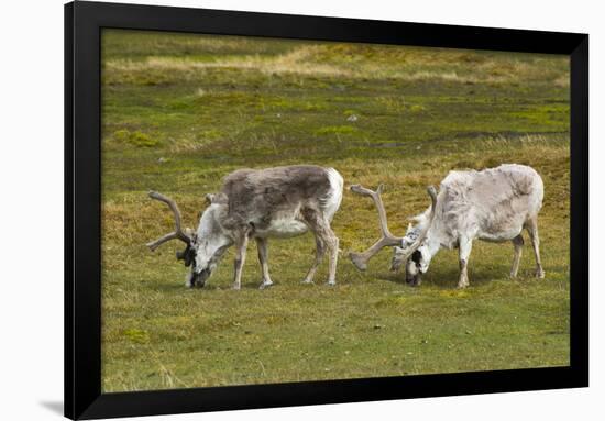 Norway. Svalbard. Camp Millar. Svalbard Reindeer Grazing-Inger Hogstrom-Framed Premium Photographic Print