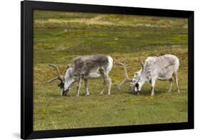 Norway. Svalbard. Camp Millar. Svalbard Reindeer Grazing-Inger Hogstrom-Framed Premium Photographic Print