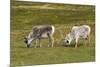 Norway. Svalbard. Camp Millar. Svalbard Reindeer Grazing-Inger Hogstrom-Mounted Photographic Print