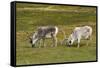 Norway. Svalbard. Camp Millar. Svalbard Reindeer Grazing-Inger Hogstrom-Framed Stretched Canvas