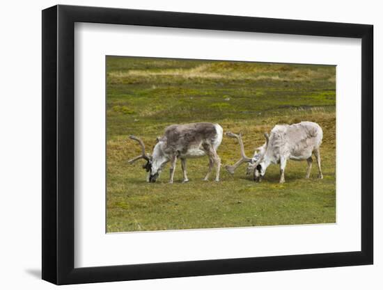 Norway. Svalbard. Camp Millar. Svalbard Reindeer Grazing-Inger Hogstrom-Framed Photographic Print