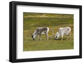 Norway. Svalbard. Camp Millar. Svalbard Reindeer Grazing-Inger Hogstrom-Framed Photographic Print