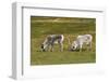 Norway. Svalbard. Camp Millar. Svalbard Reindeer Grazing-Inger Hogstrom-Framed Photographic Print