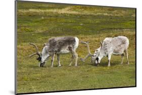 Norway. Svalbard. Camp Millar. Svalbard Reindeer Grazing-Inger Hogstrom-Mounted Photographic Print