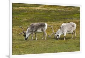Norway. Svalbard. Camp Millar. Svalbard Reindeer Grazing-Inger Hogstrom-Framed Photographic Print
