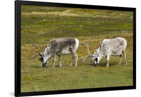 Norway. Svalbard. Camp Millar. Svalbard Reindeer Grazing-Inger Hogstrom-Framed Photographic Print