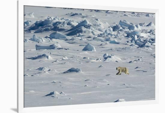 Norway. Svalbard. Hinlopen Strait. Polar Bear Walking on the Drift Ice-Inger Hogstrom-Framed Photographic Print