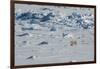 Norway. Svalbard. Hinlopen Strait. Polar Bear Walking on the Drift Ice-Inger Hogstrom-Framed Photographic Print