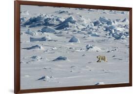 Norway. Svalbard. Hinlopen Strait. Polar Bear Walking on the Drift Ice-Inger Hogstrom-Framed Photographic Print