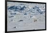 Norway. Svalbard. Hinlopen Strait. Polar Bear Walking on the Drift Ice-Inger Hogstrom-Framed Photographic Print