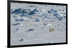 Norway. Svalbard. Hinlopen Strait. Polar Bear Walking on the Drift Ice-Inger Hogstrom-Framed Photographic Print