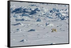 Norway. Svalbard. Hinlopen Strait. Polar Bear Walking on the Drift Ice-Inger Hogstrom-Framed Stretched Canvas