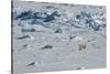 Norway. Svalbard. Hinlopen Strait. Polar Bear Walking on the Drift Ice-Inger Hogstrom-Stretched Canvas