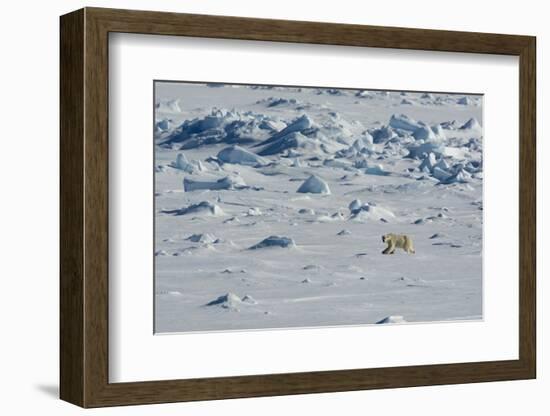 Norway. Svalbard. Hinlopen Strait. Polar Bear Walking on the Drift Ice-Inger Hogstrom-Framed Photographic Print