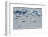 Norway. Svalbard. Hinlopen Strait. Polar Bear Walking on the Drift Ice-Inger Hogstrom-Framed Photographic Print