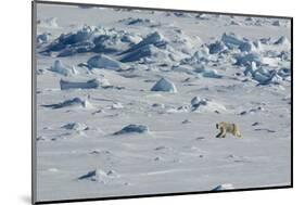 Norway. Svalbard. Hinlopen Strait. Polar Bear Walking on the Drift Ice-Inger Hogstrom-Mounted Photographic Print