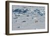 Norway. Svalbard. Hinlopen Strait. Polar Bear Walking on the Drift Ice-Inger Hogstrom-Framed Photographic Print