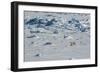 Norway. Svalbard. Hinlopen Strait. Polar Bear Walking on the Drift Ice-Inger Hogstrom-Framed Photographic Print