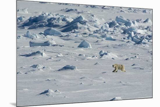 Norway. Svalbard. Hinlopen Strait. Polar Bear Walking on the Drift Ice-Inger Hogstrom-Mounted Premium Photographic Print