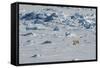 Norway. Svalbard. Hinlopen Strait. Polar Bear Walking on the Drift Ice-Inger Hogstrom-Framed Stretched Canvas