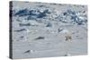 Norway. Svalbard. Hinlopen Strait. Polar Bear Walking on the Drift Ice-Inger Hogstrom-Stretched Canvas