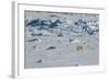 Norway. Svalbard. Hinlopen Strait. Polar Bear Walking on the Drift Ice-Inger Hogstrom-Framed Photographic Print