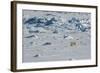 Norway. Svalbard. Hinlopen Strait. Polar Bear Walking on the Drift Ice-Inger Hogstrom-Framed Photographic Print