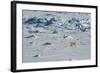 Norway. Svalbard. Hinlopen Strait. Polar Bear Walking on the Drift Ice-Inger Hogstrom-Framed Photographic Print