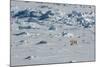 Norway. Svalbard. Hinlopen Strait. Polar Bear Walking on the Drift Ice-Inger Hogstrom-Mounted Photographic Print