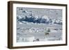 Norway. Svalbard. Hinlopen Strait. Polar Bear Walking on the Drift Ice-Inger Hogstrom-Framed Photographic Print