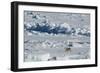 Norway. Svalbard. Hinlopen Strait. Polar Bear Walking on the Drift Ice-Inger Hogstrom-Framed Photographic Print