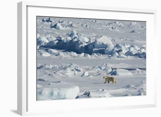 Norway. Svalbard. Hinlopen Strait. Polar Bear Walking on the Drift Ice-Inger Hogstrom-Framed Photographic Print