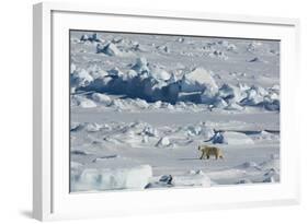 Norway. Svalbard. Hinlopen Strait. Polar Bear Walking on the Drift Ice-Inger Hogstrom-Framed Photographic Print