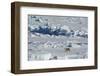 Norway. Svalbard. Hinlopen Strait. Polar Bear Walking on the Drift Ice-Inger Hogstrom-Framed Photographic Print